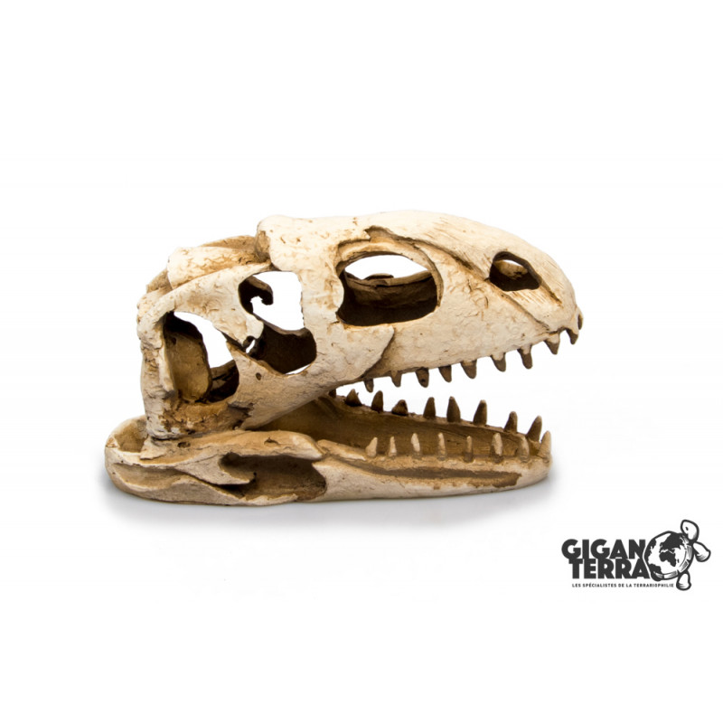 Dinosaure Skull