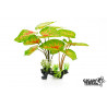 Plant Caladium 30 cm