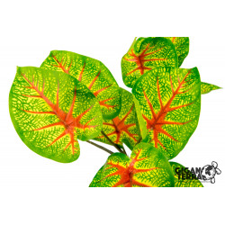 Plant Caladium 30 cm