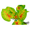 Plant Caladium 30 cm