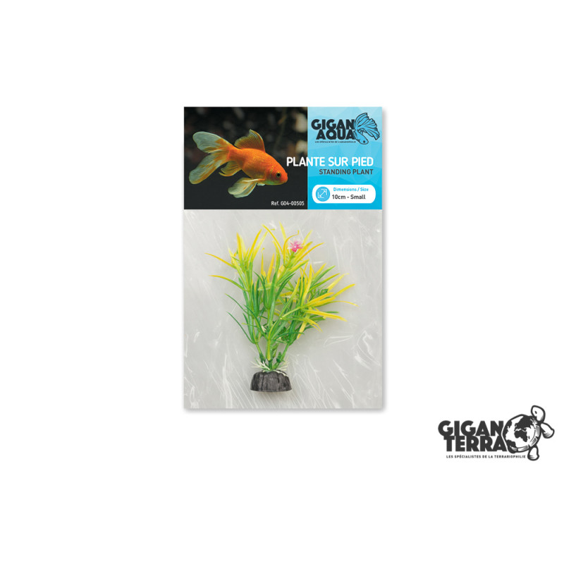 PLANT AQUA (10cm) Pack of 6