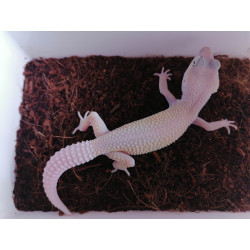 Blazing Blizzard het DB