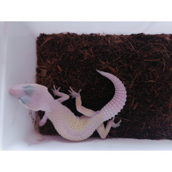 Blazing Blizzard het DB