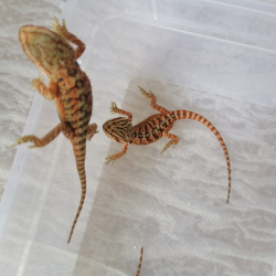 Bearded Dragons