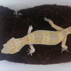 Tremper Albino