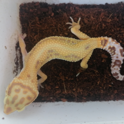 Tremper Albino