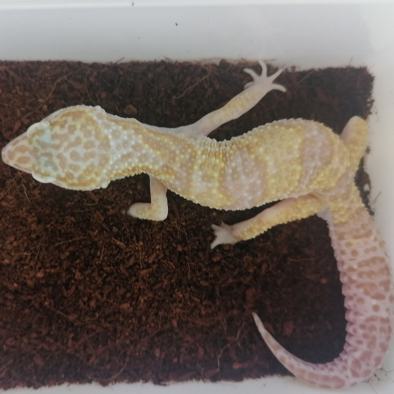 Mack Snow Tremper Het Ember