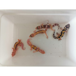 Leopard Geckos