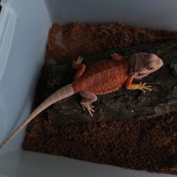 Red Hypo Translucent