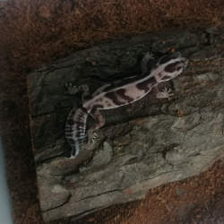 Whiteout Oreo Het Patternless