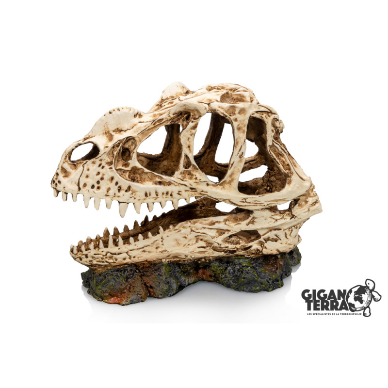 DINOSAUR SKULL 1