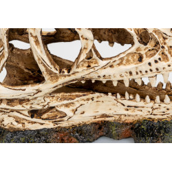 DINOSAUR SKULL 1