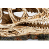 DINOSAUR SKULL 1