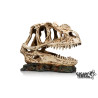 DINOSAUR SKULL 1