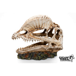 DINOSAUR SKULL 2