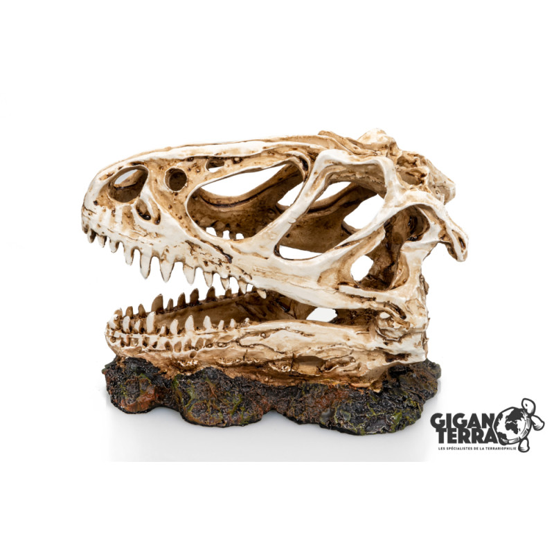 DINOSAUR SKULL 3