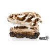 DINOSAUR SKULL 3