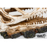 DINOSAUR SKULL 3